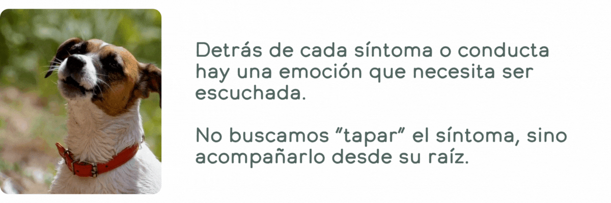 Funcionamiento de la linea Herbo Pets