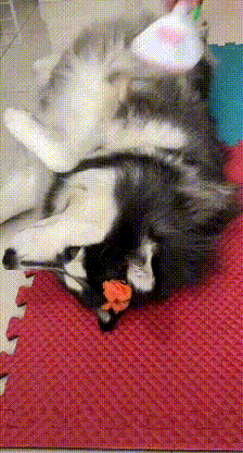 Peine para perros y gatos FurGroop Pro - Open De Dor
