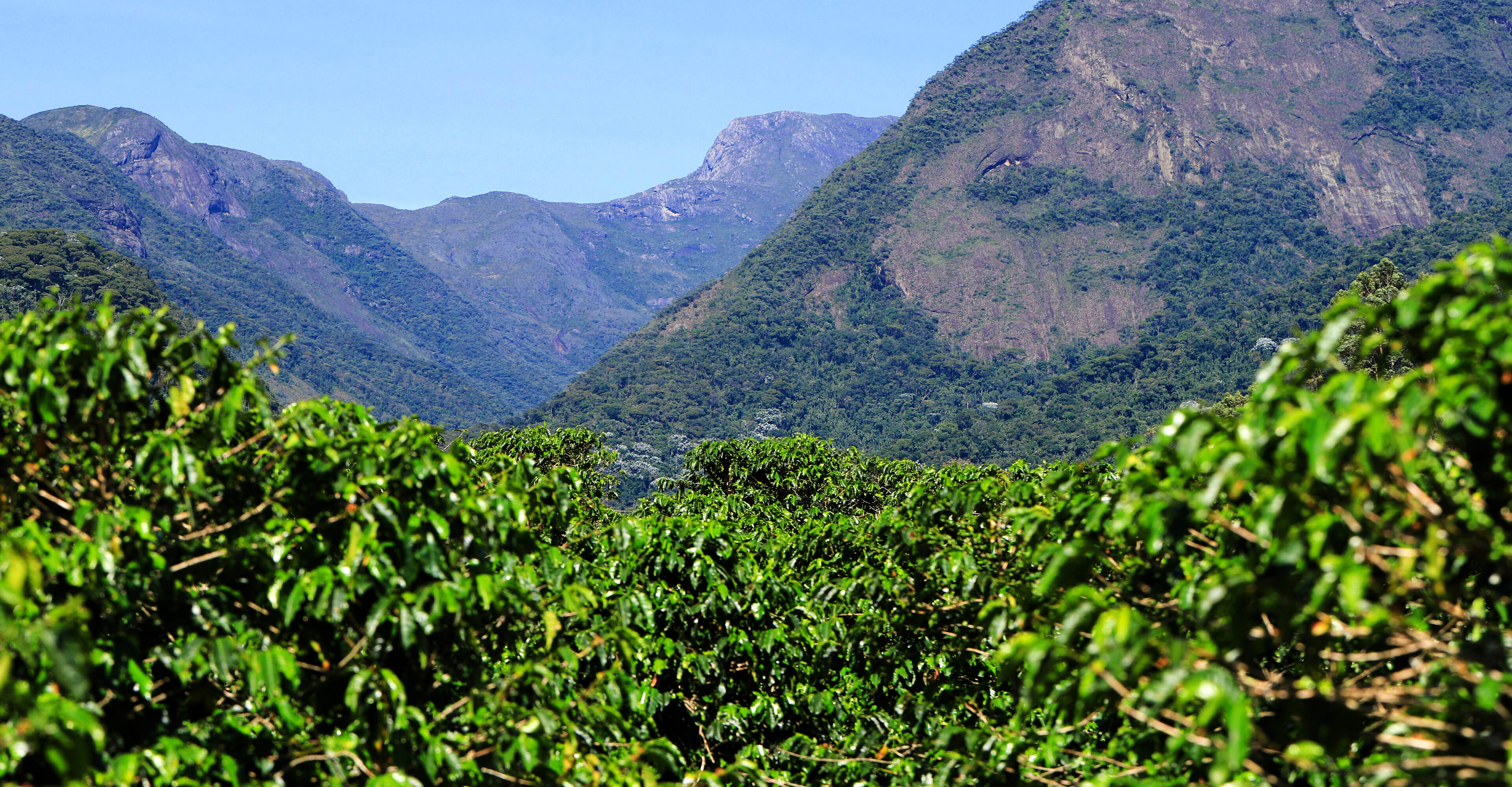 Lavouras de café no Caparaó