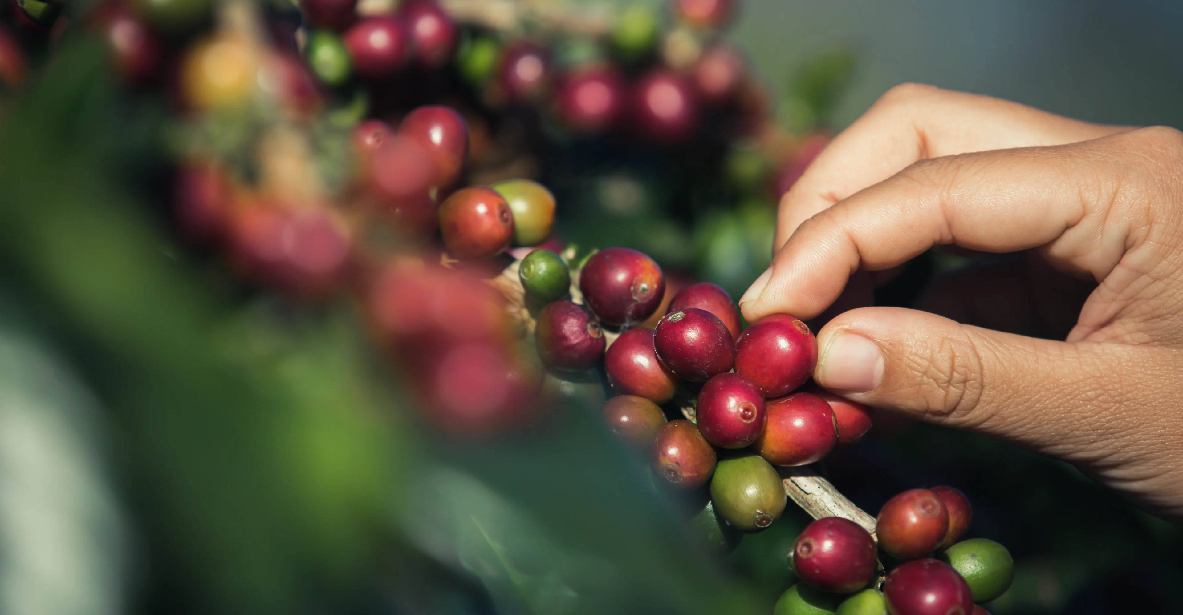 Detalhes da produção de café no Caparaó