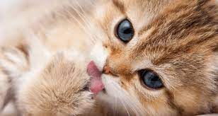 4 motivos para o gato se lamber que você não sabia | WHISKAS®