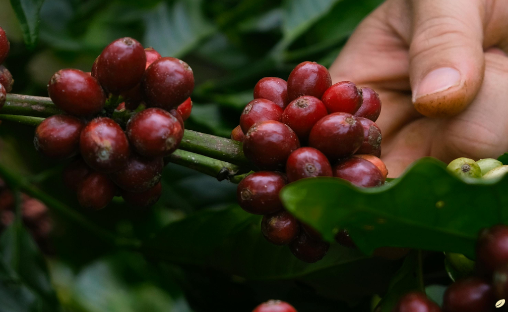 Produtor de cafés no sul de minas