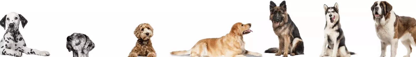 Banner de la categoría Casas Grandes