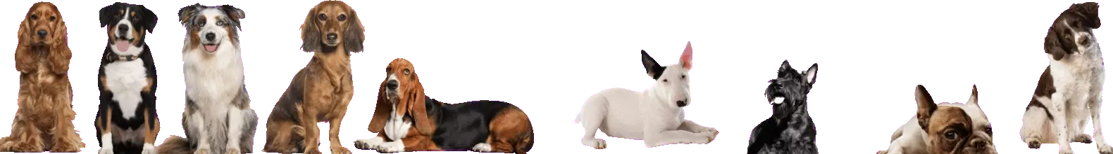 Banner de la categoría Casas Medianas 