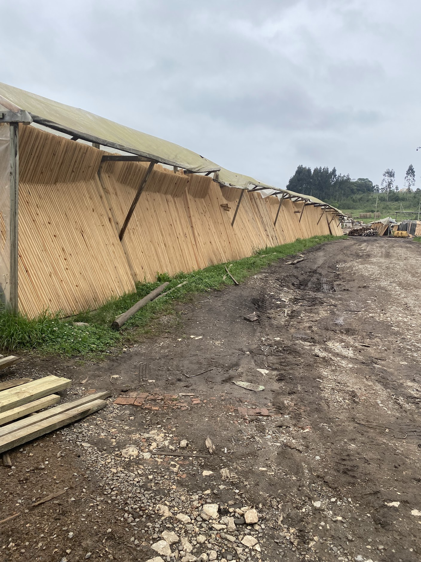Madeiras organizadas nos galpões de estoque da fábrica Cecon