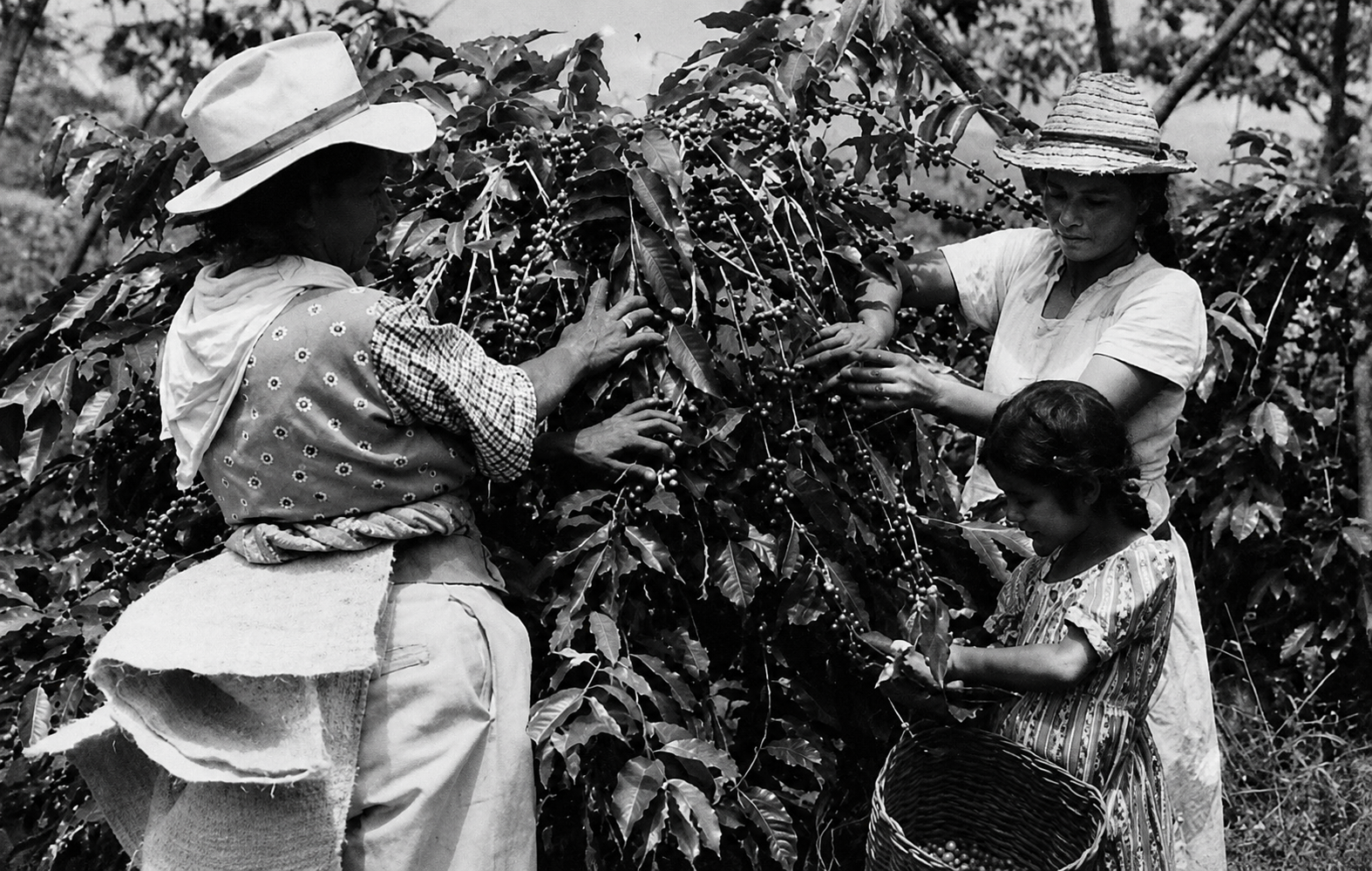 Historia del café en el mundo