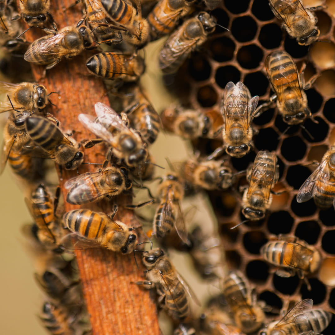 Harmonizações do mel de eucalipto