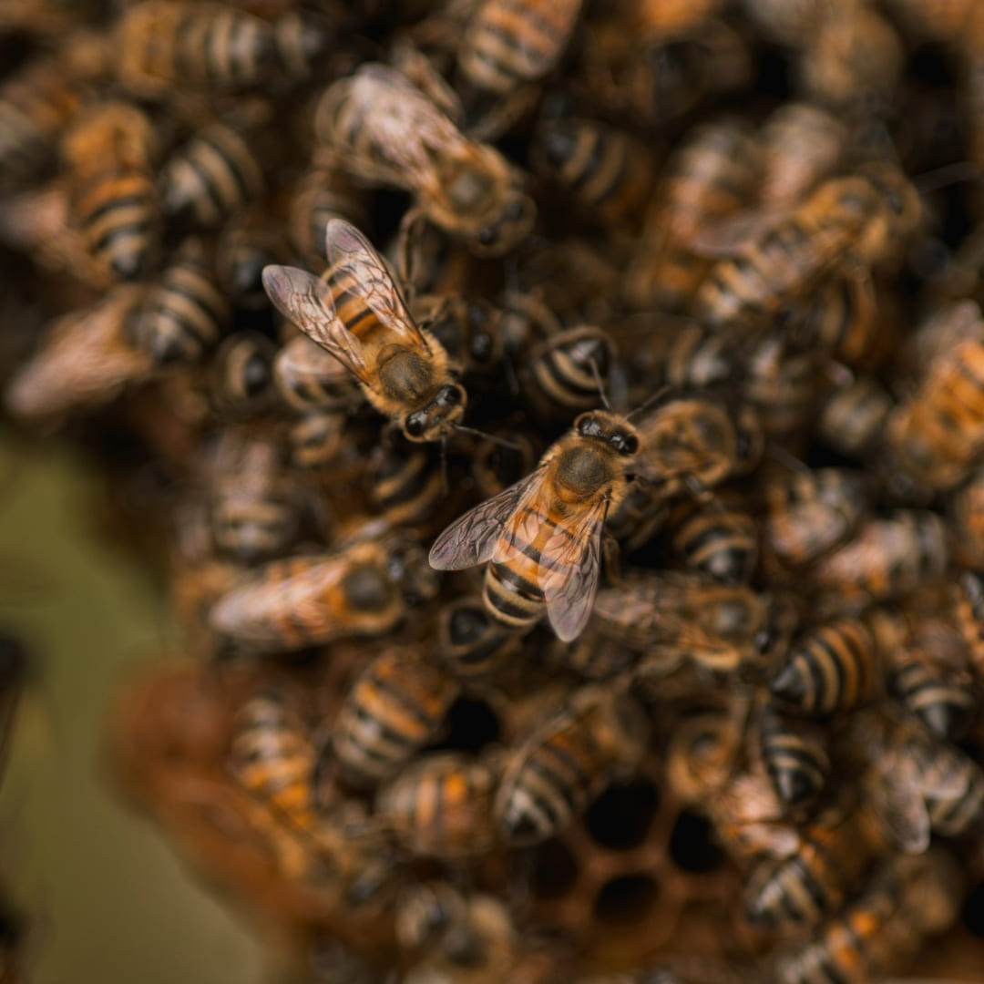 Processo artesanal Abelheiro