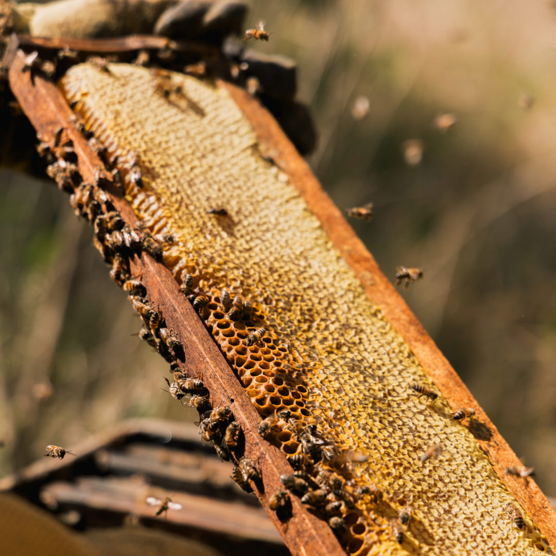 Processo de Produção