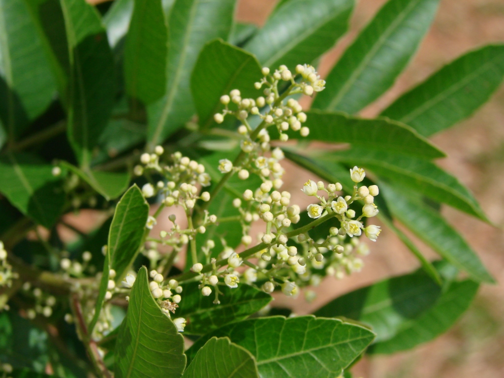 Flores de Aroeira