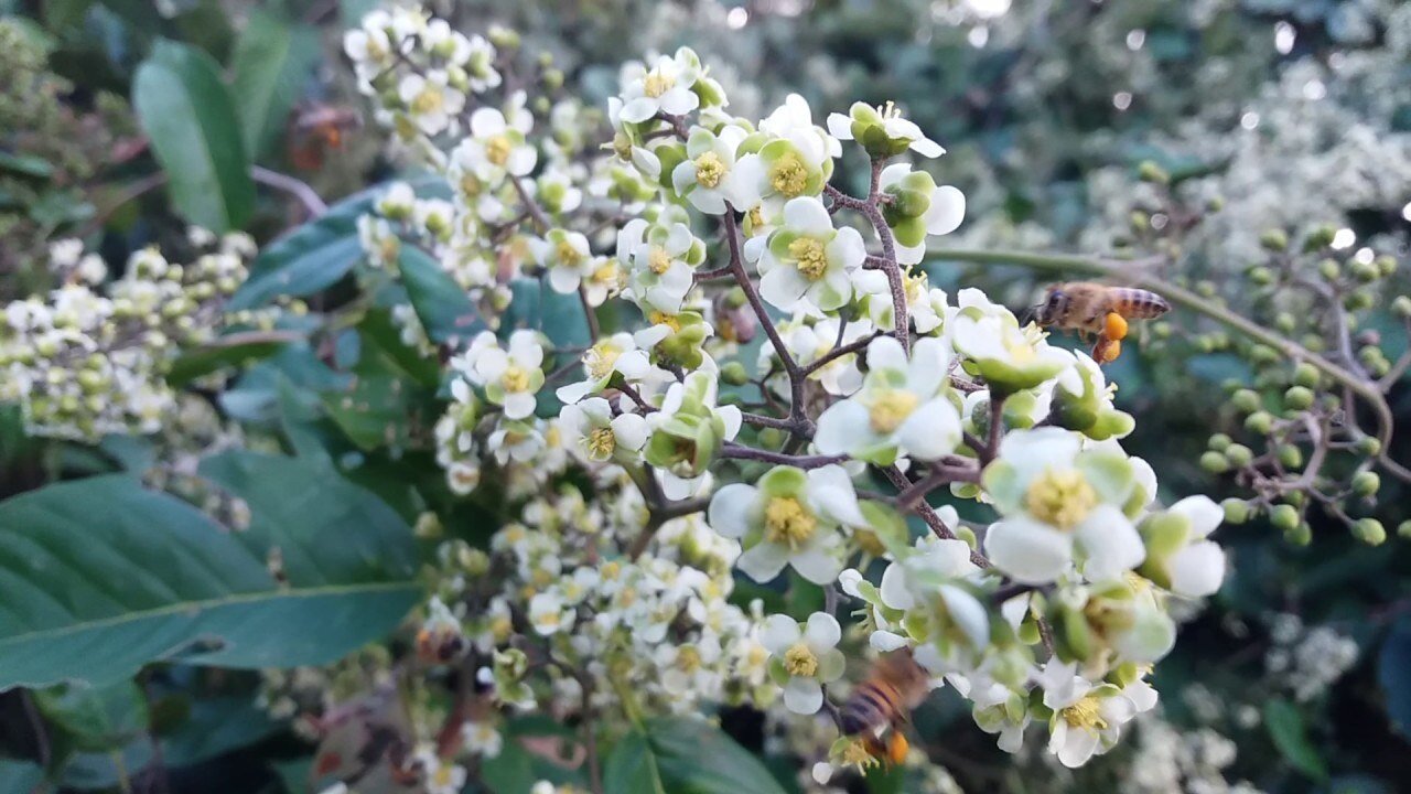 Flores de Cipó-uva