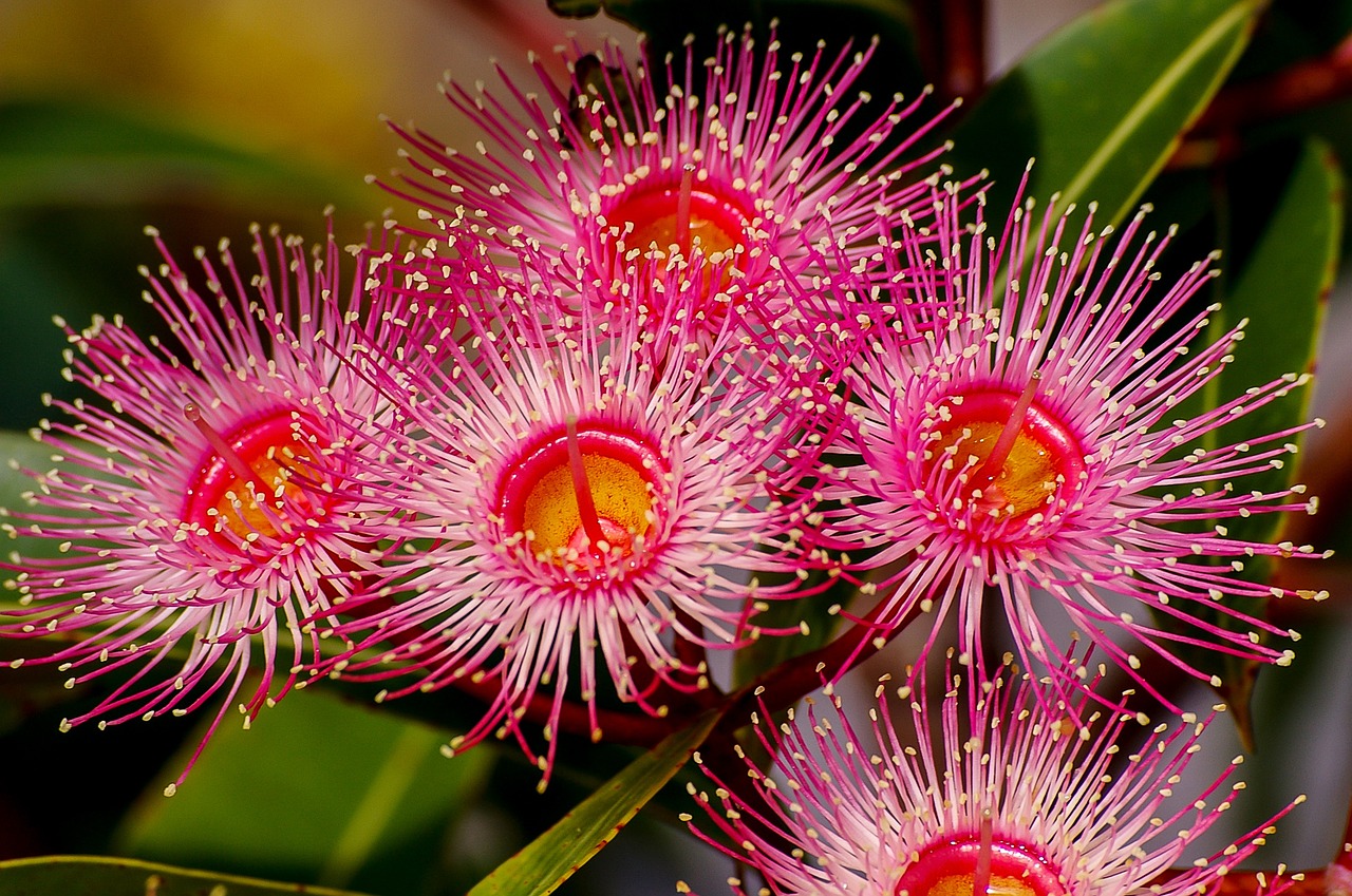 Flores de Eucalipto