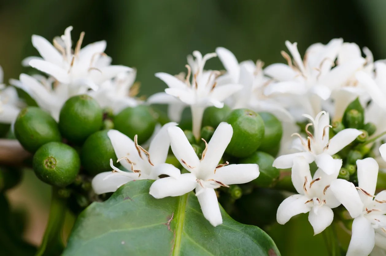 Flores de Café