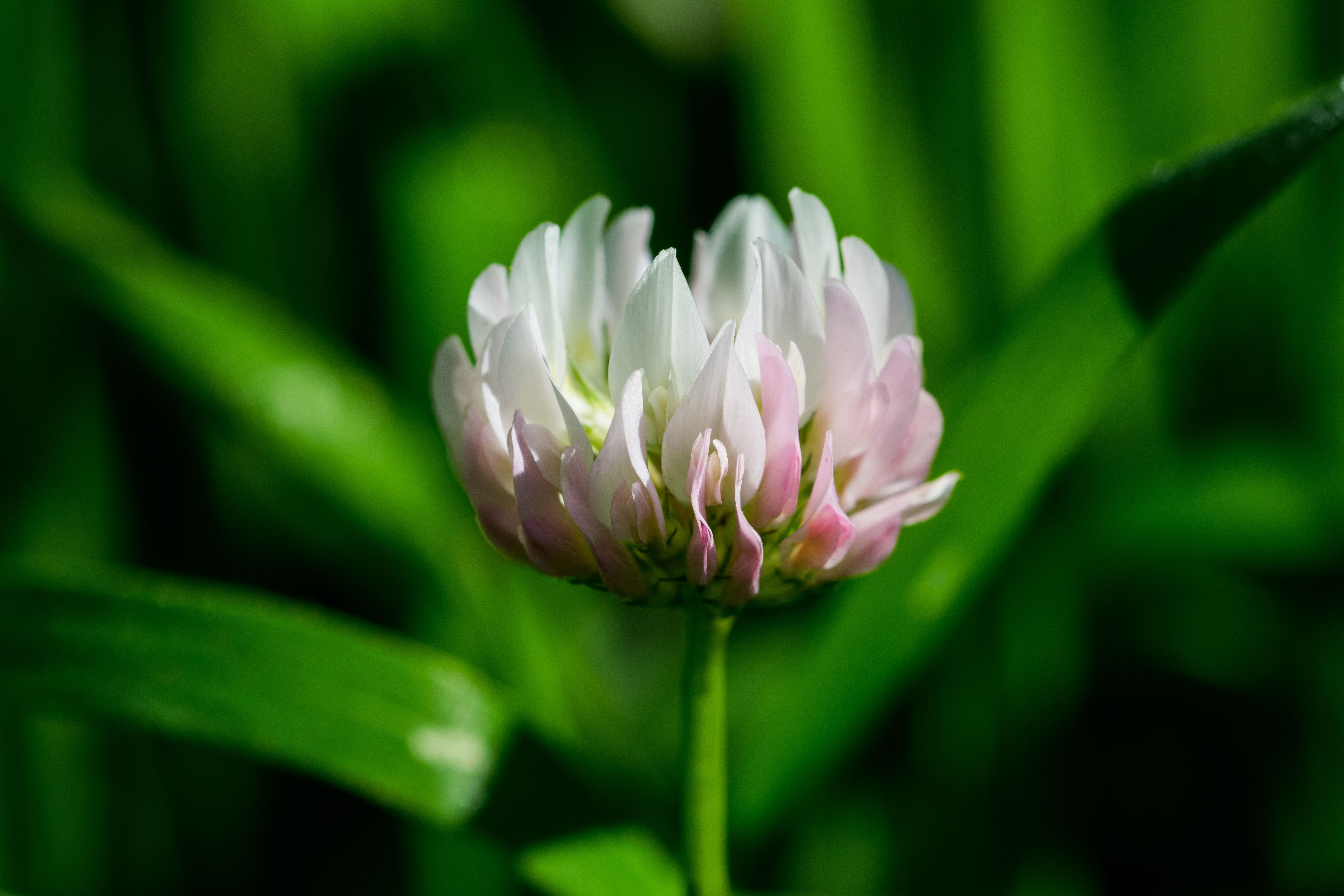 Flores de Trevo Branco