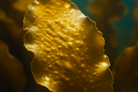 Laminaria saccharina