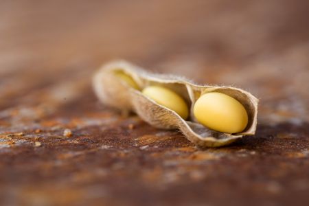 Proteína de Soja