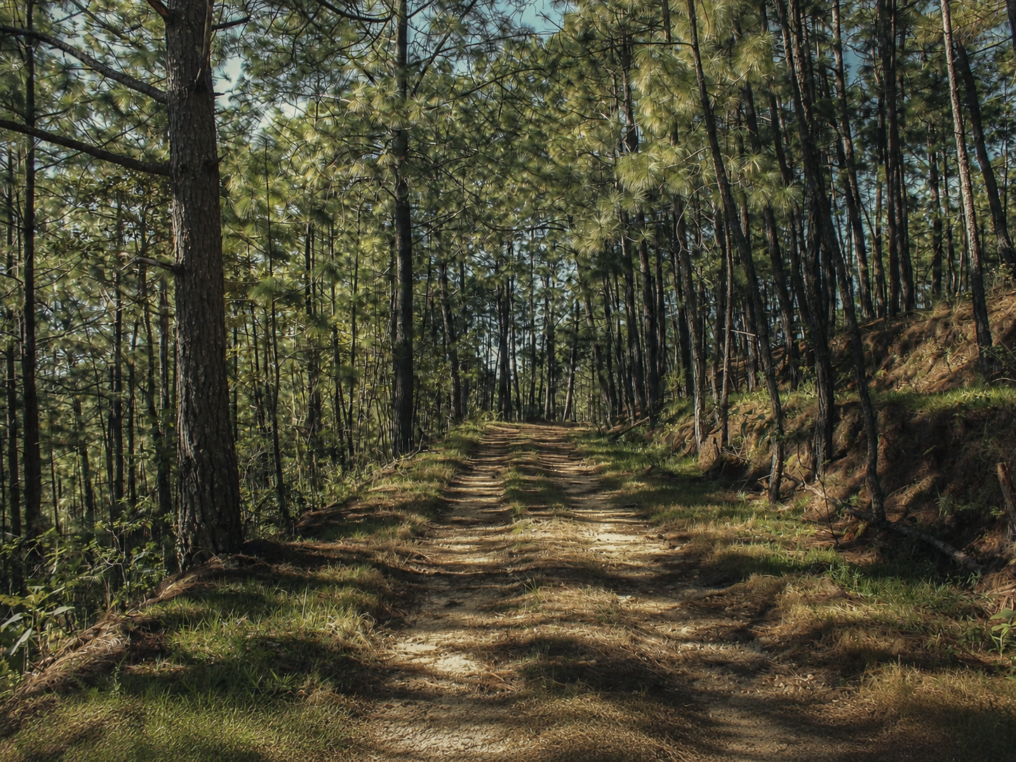 Bosque cercano a los apiarios de Mieltequilla en el sur de Jalisco