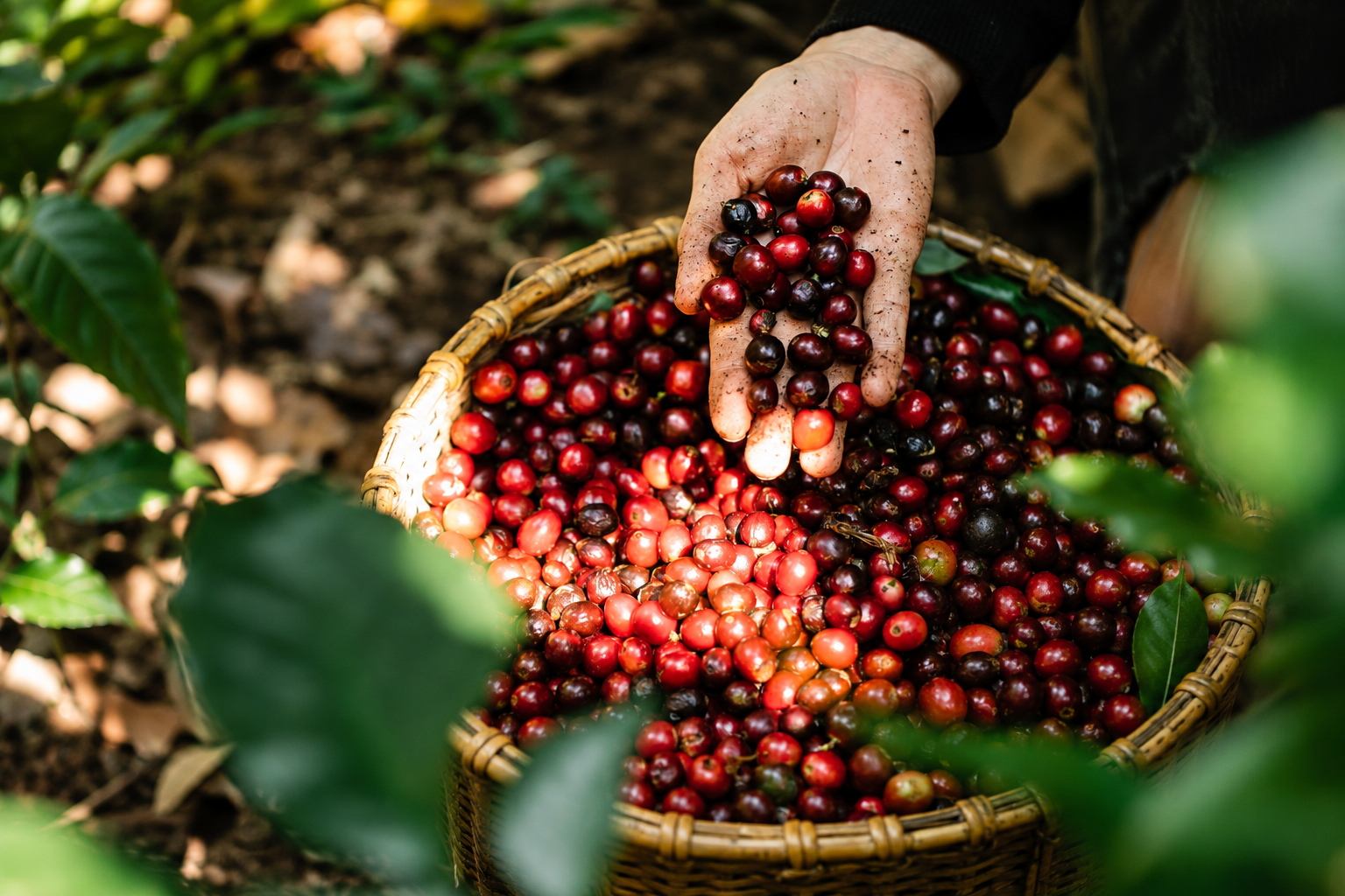 Frutos del café