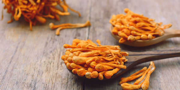 Tintura madre Cordyceps
