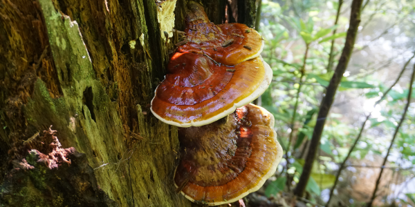 Tintura madre Reishi