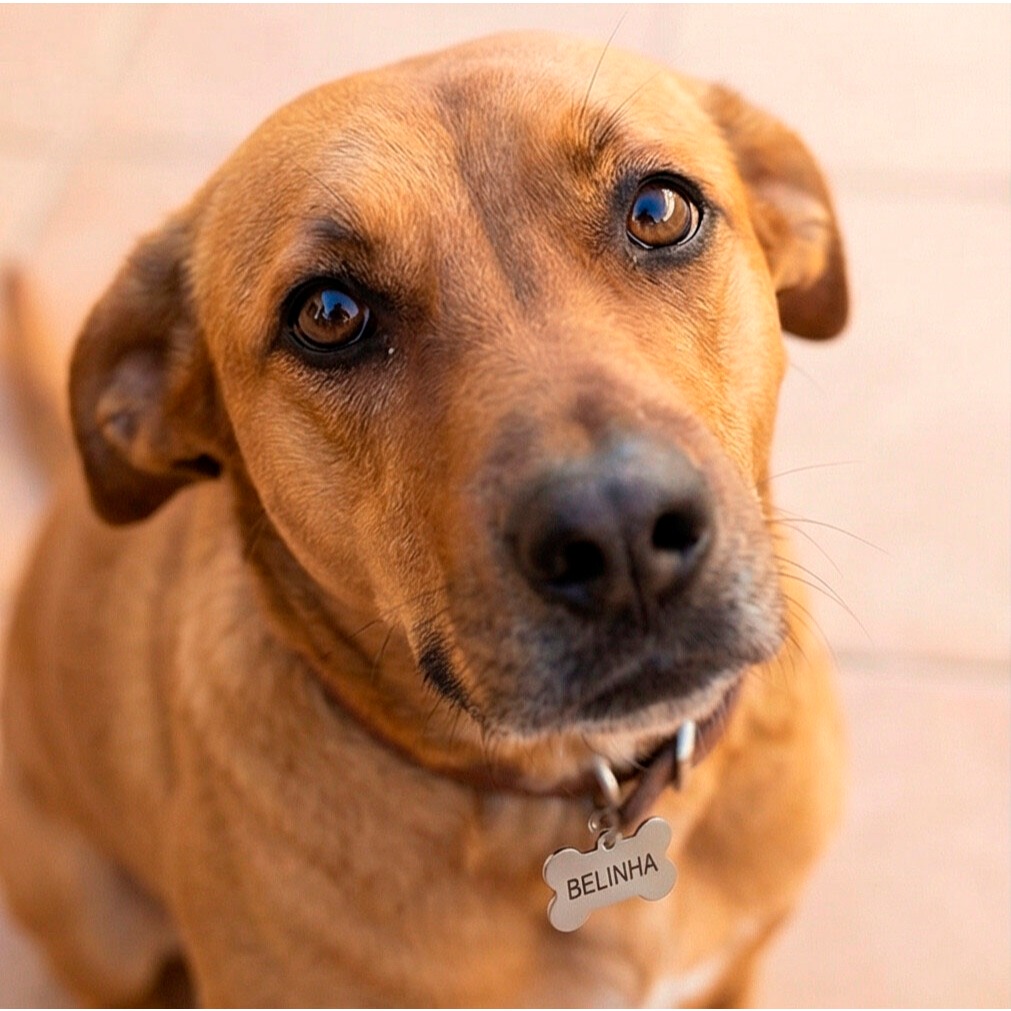 Humana orgulhosa vestindo t-shirt personalizada com seu cachorro