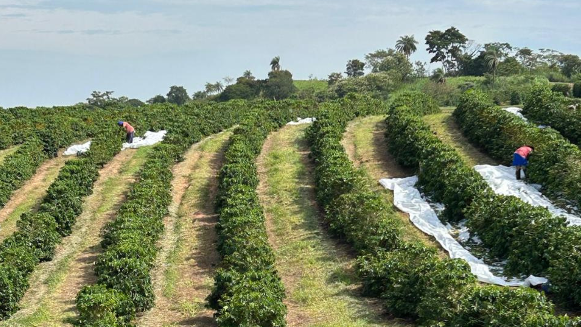 Fazenda Santa Rita