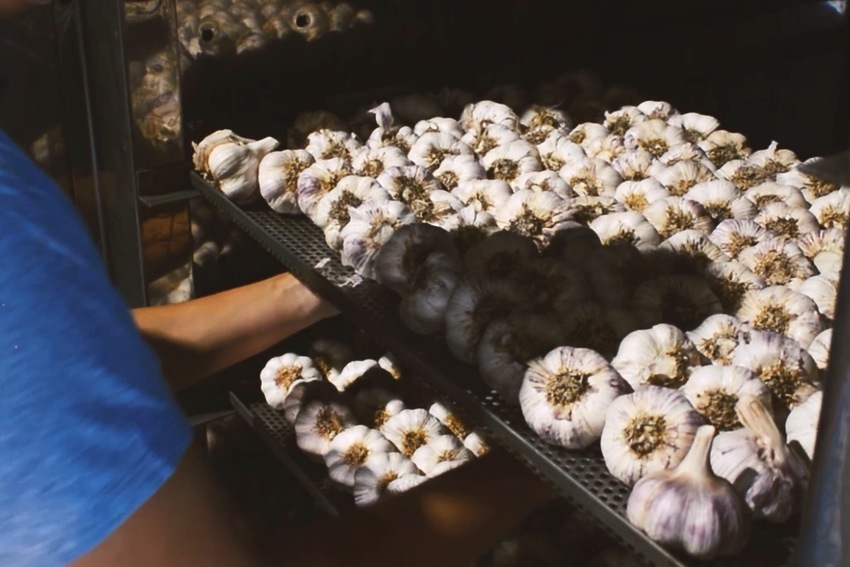 Bulbos de ajo de Oro Rubí dispuestos en bandejas dentro del horno durante el proceso de elaboración del ajo negro.