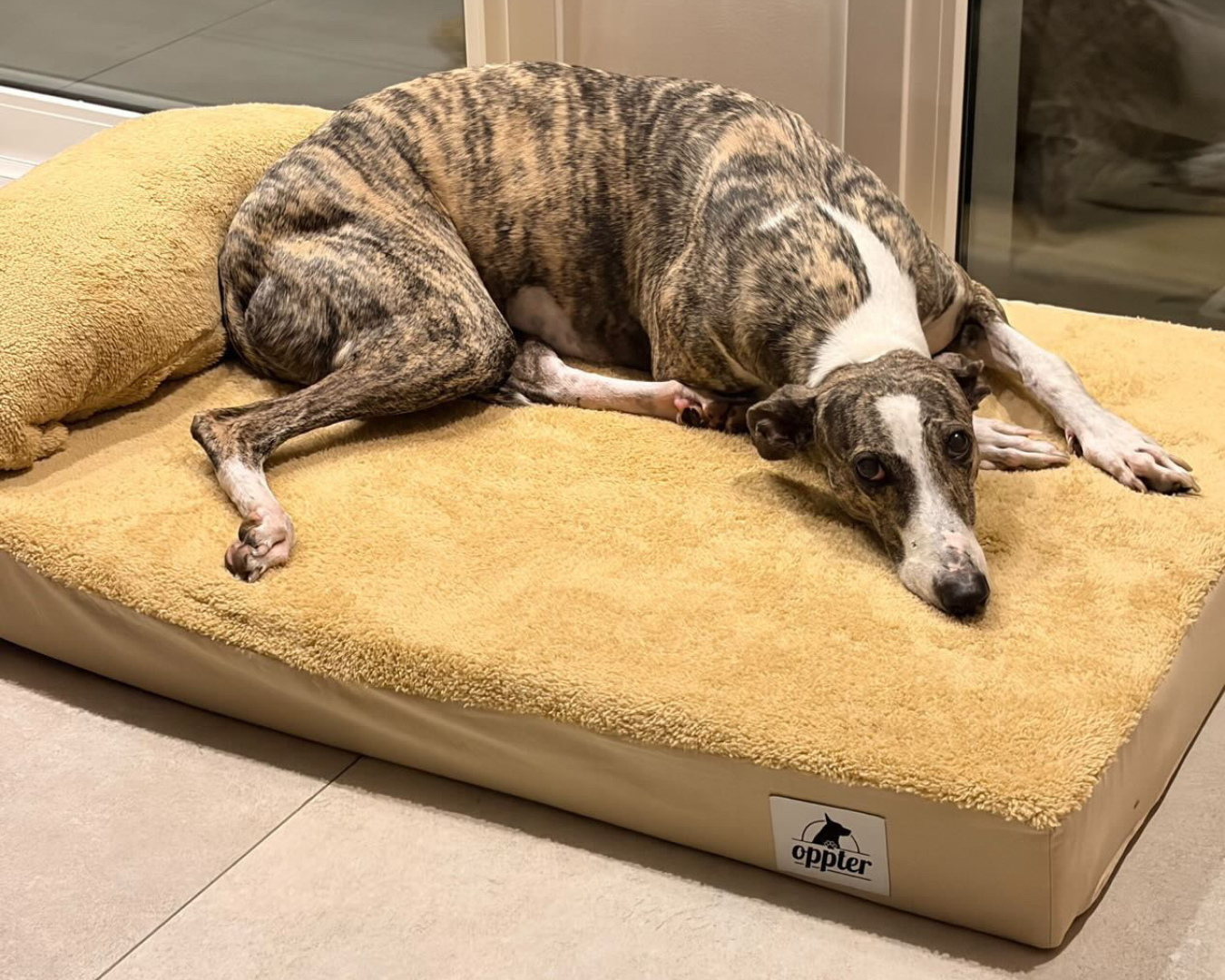 Perro durmiendo alineado y c&oacute;modo gracias al soporte ortop&eacute;dico