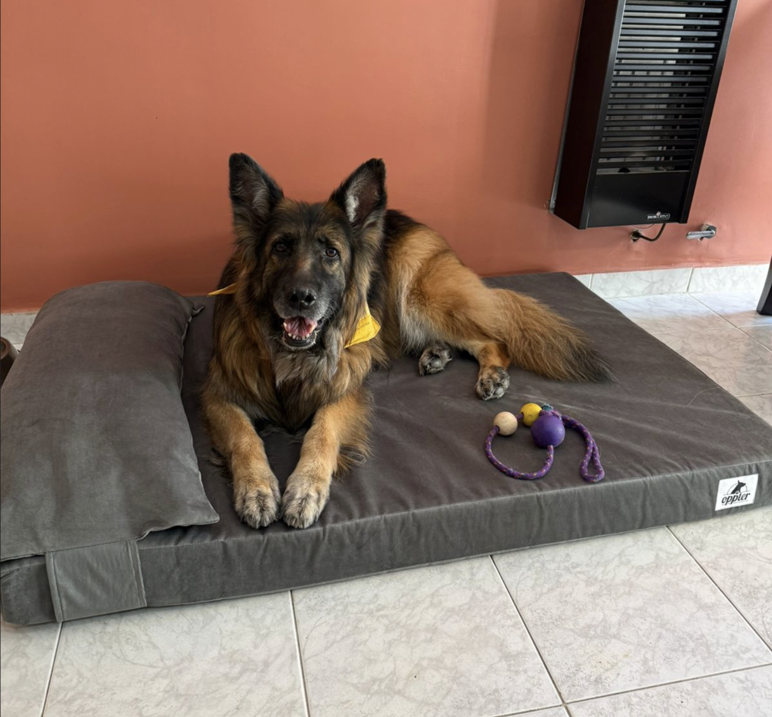 Perro gigante descansando sobre una cama ortop&eacute;dica Oppter