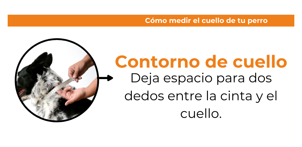 cuello
