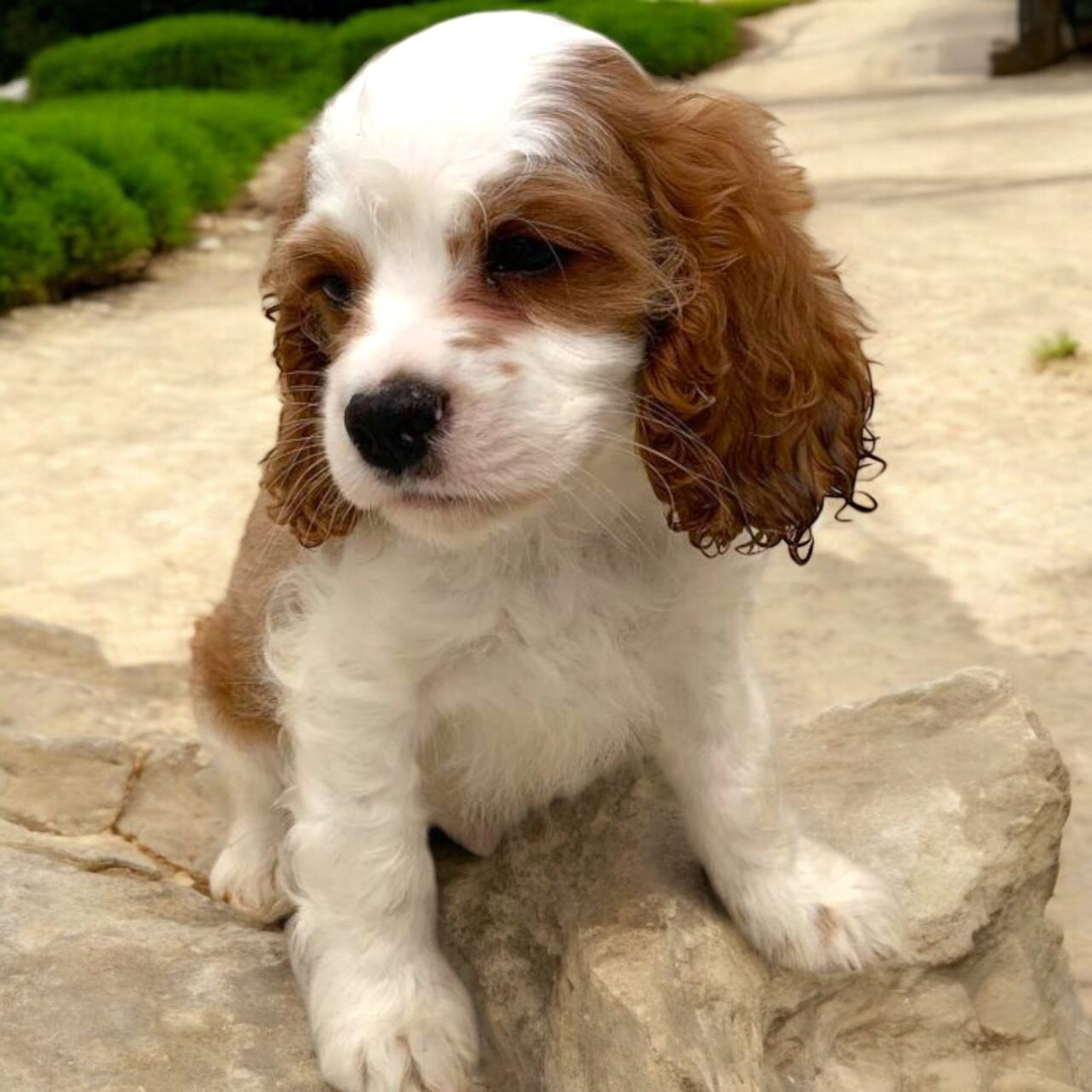 Cavalier King