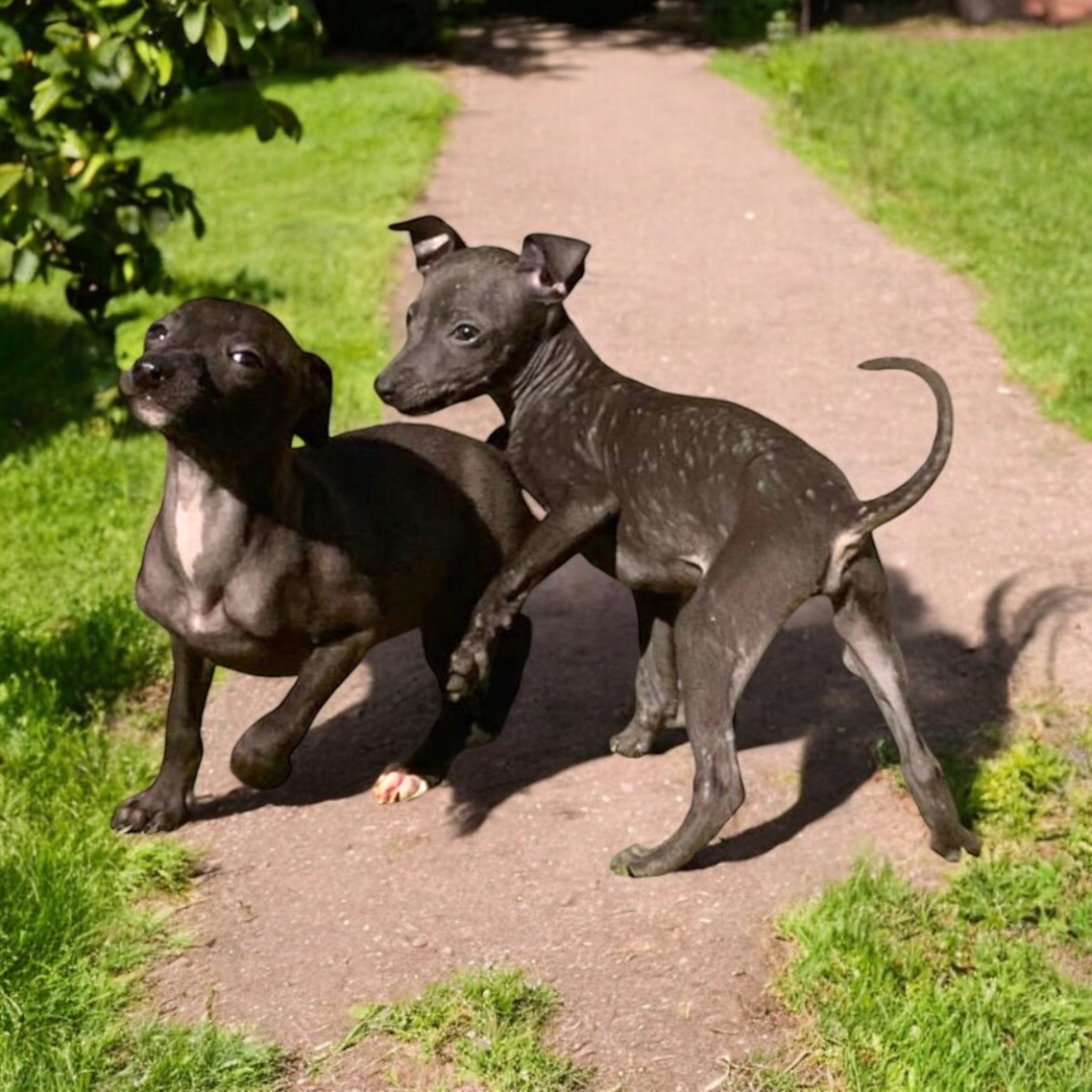 Galgo Italiano