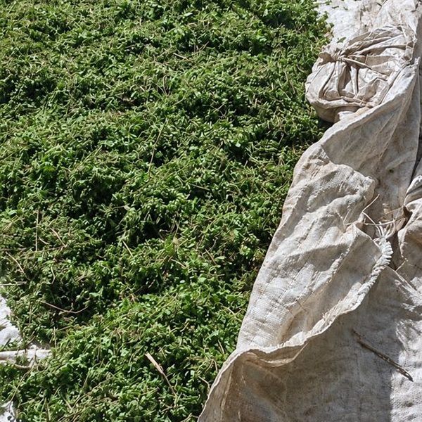 Secado natural de la hierba recién cosechada
