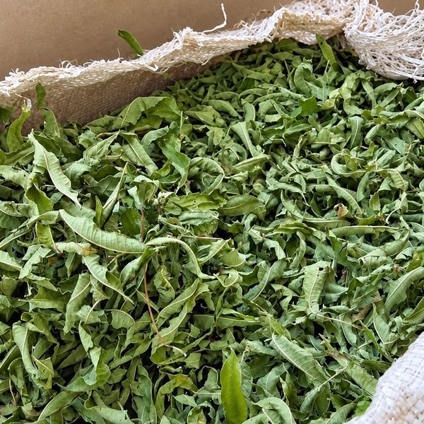 Hoja entera y verde, lista para seleccionar