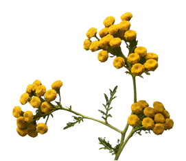 Immortelle