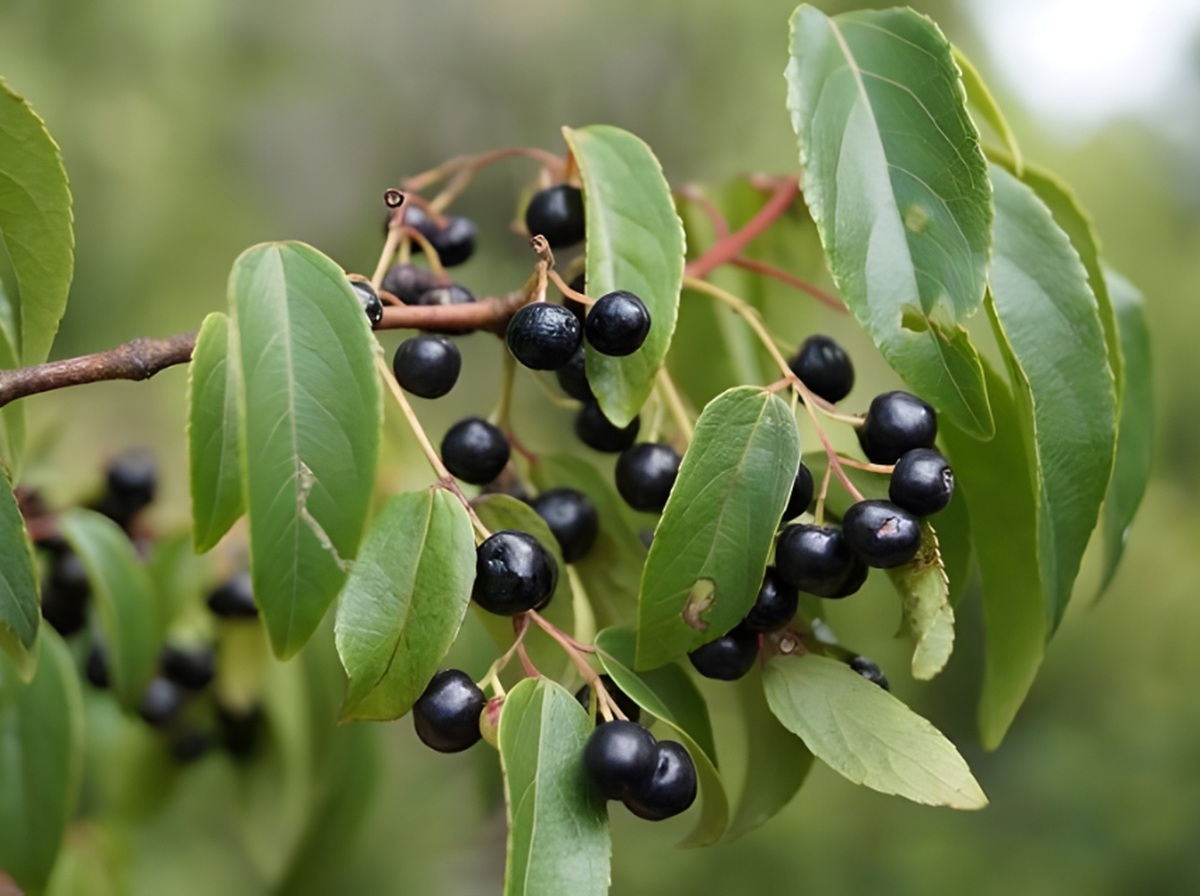 Fruto natural de Maqui Patagónico (Aristotelia chilensis)