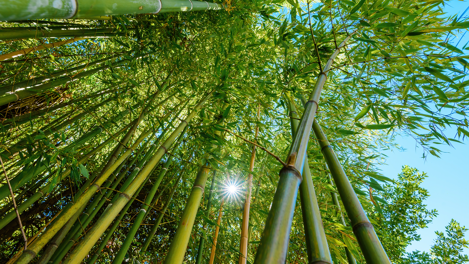 Bambu