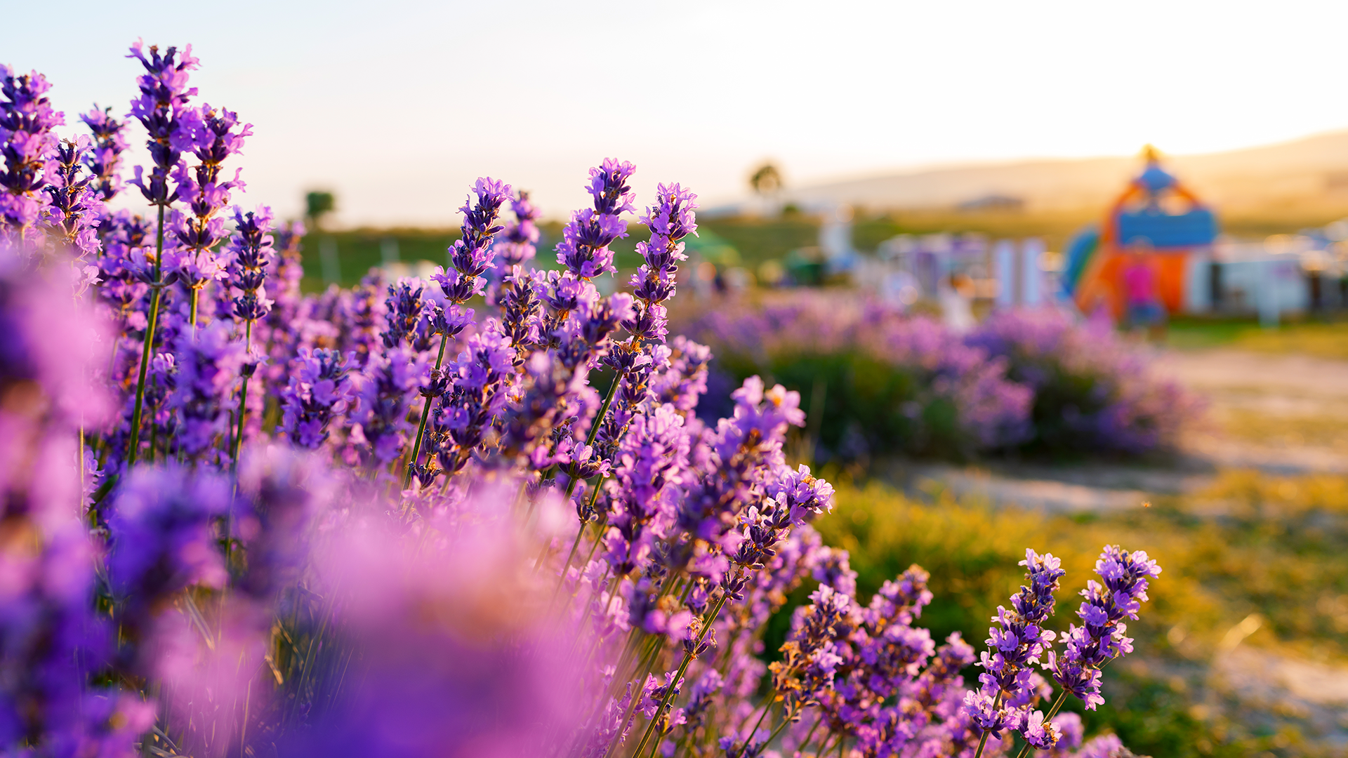 Lavanda