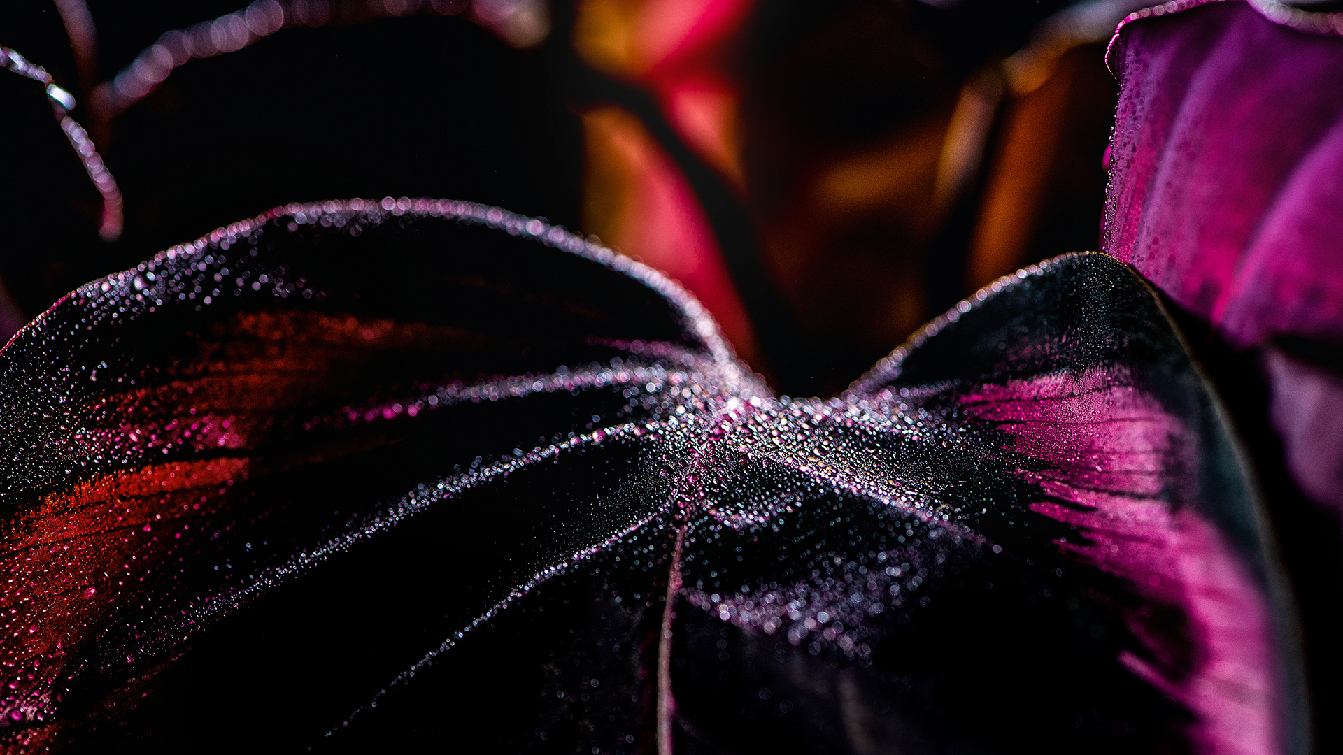 Orquídea Negra