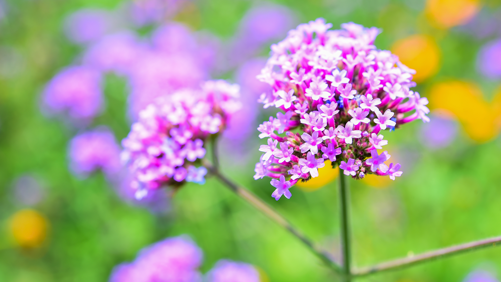 Verbena