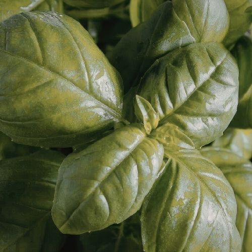 Basil