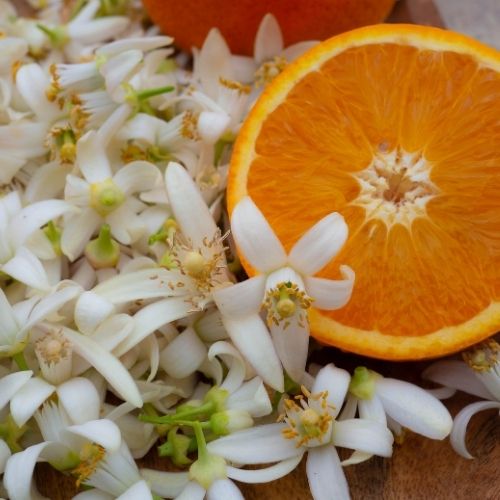 Flor de Laranjeira