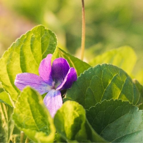 Folha de Violeta