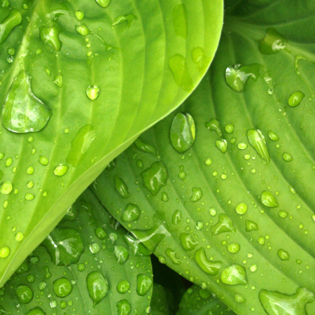 Folhas Verdes