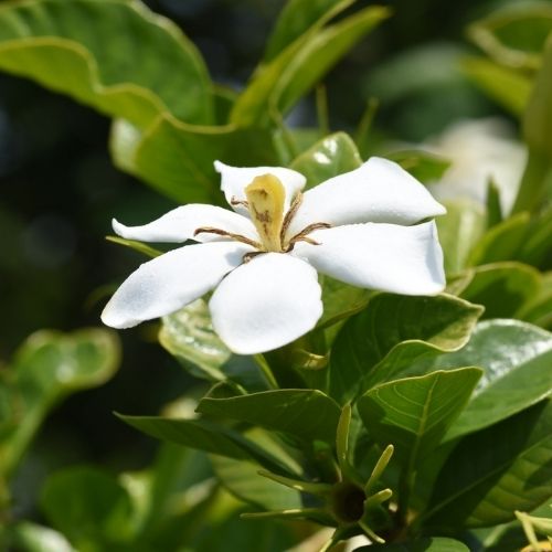 Gard&ecirc;nia