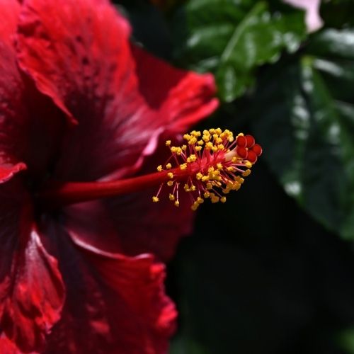 Hibisco