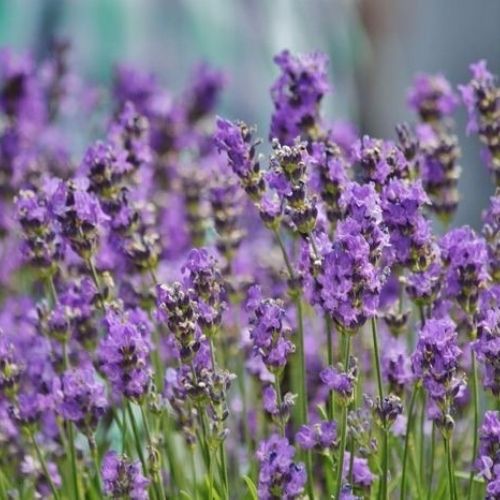 Lavanda Francesa