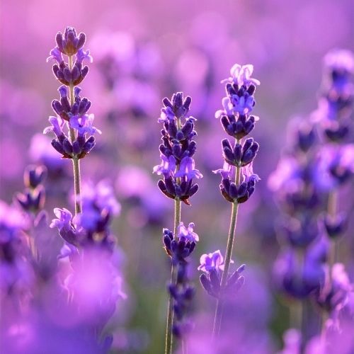 Lavanda