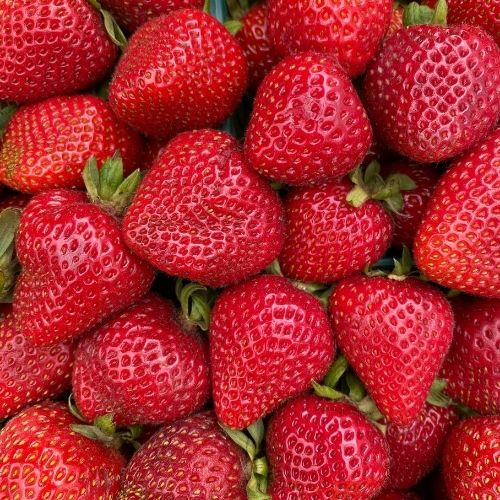 Morango