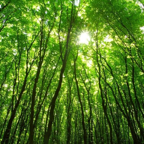 Notas Verdes